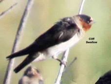 Cliff Swallow 7665.jpg