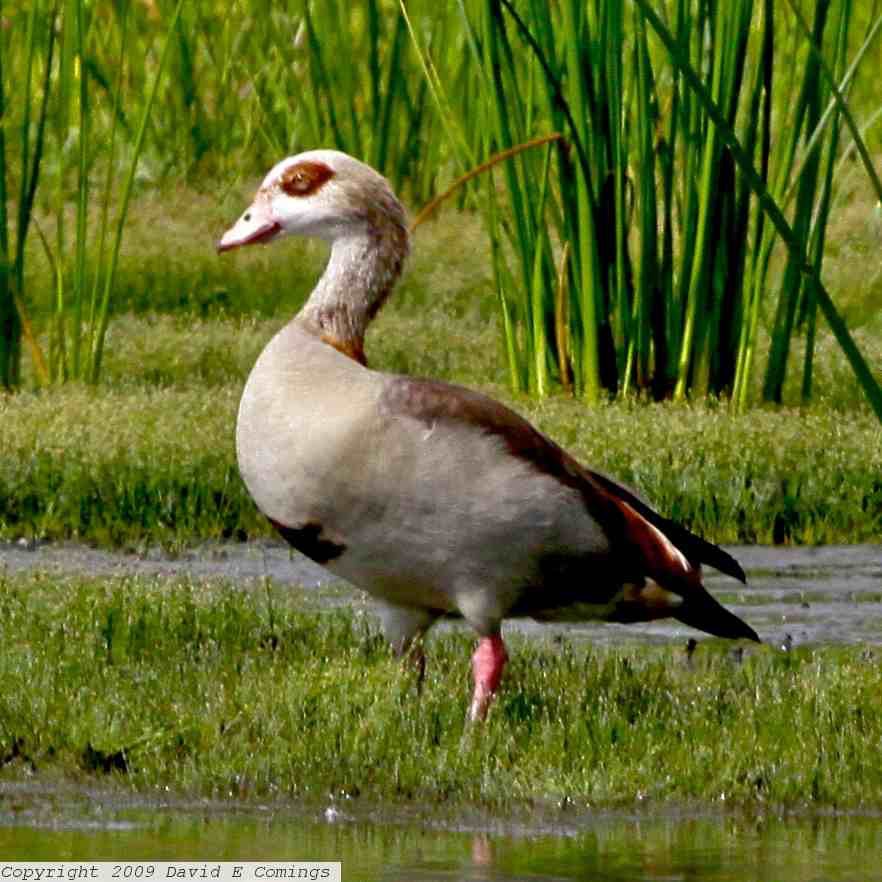 Egyptian Goose 4292