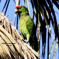 Red-crowned Parrot 3826