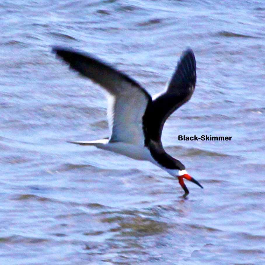 Black Skimmer 1961t.jpg