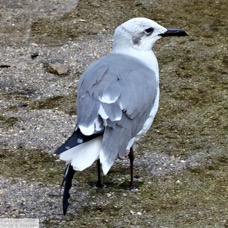 Black-legged Kittywake 1401