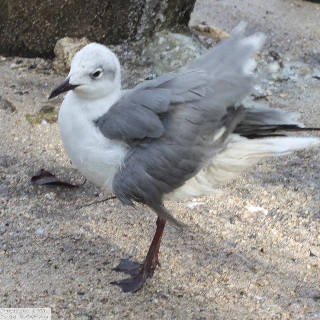 Black-legged Kittywake 1412
