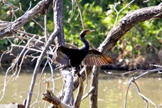 Double-crested Cormorant 4079