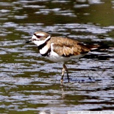 Kildeer 4421.jpg