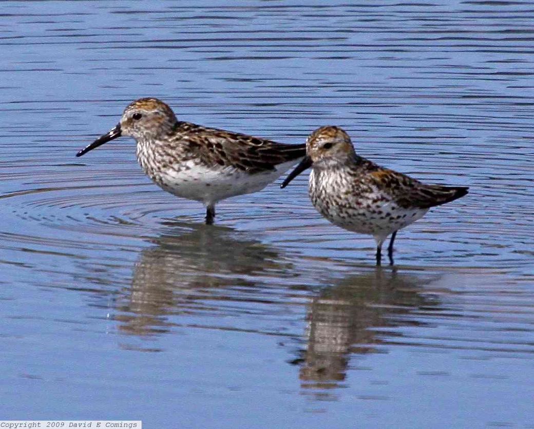 Western Sandpiper 4647