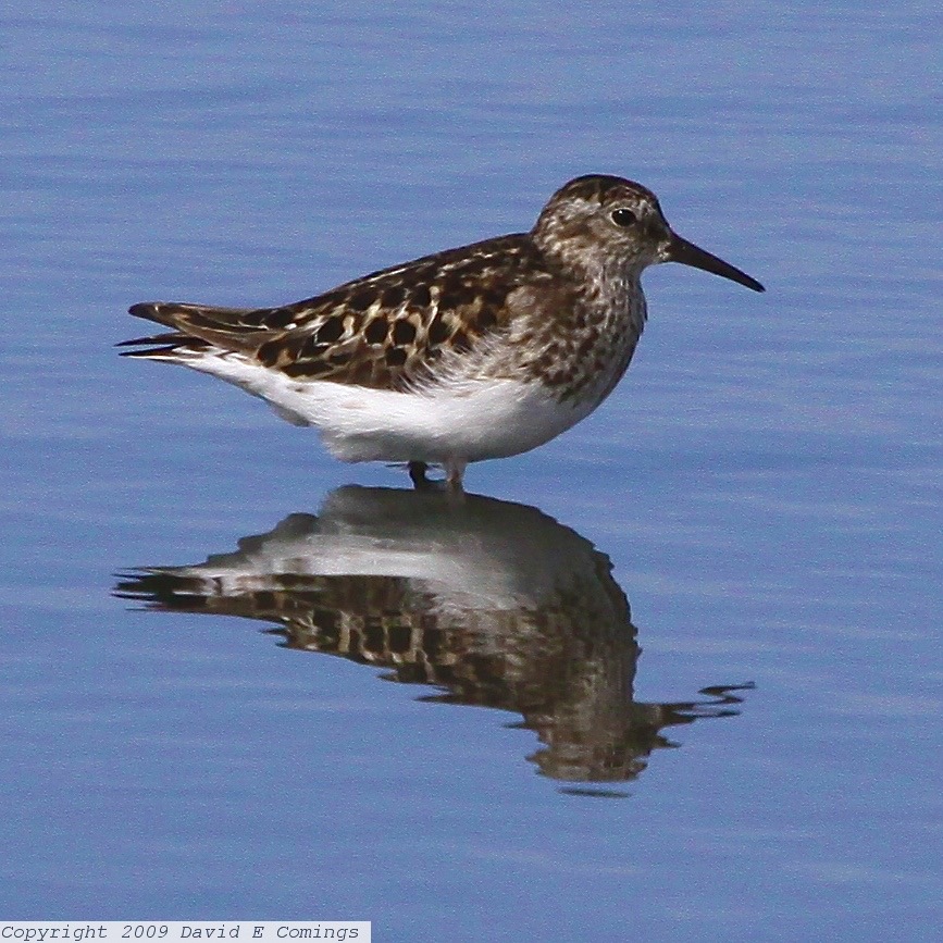 Western Sandpiper 4669.jpg