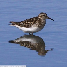 Western Sandpiper 4669.jpg