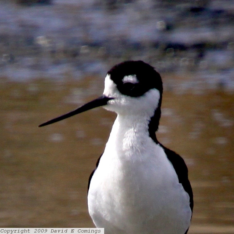 Black-necked Stilt 4326.jpg