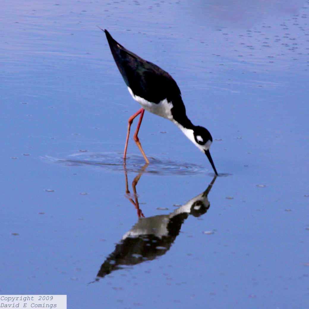 Black-necked Stilt 4339