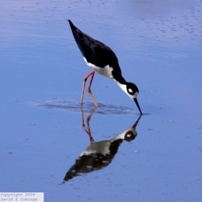 Black-necked Stilt 4339