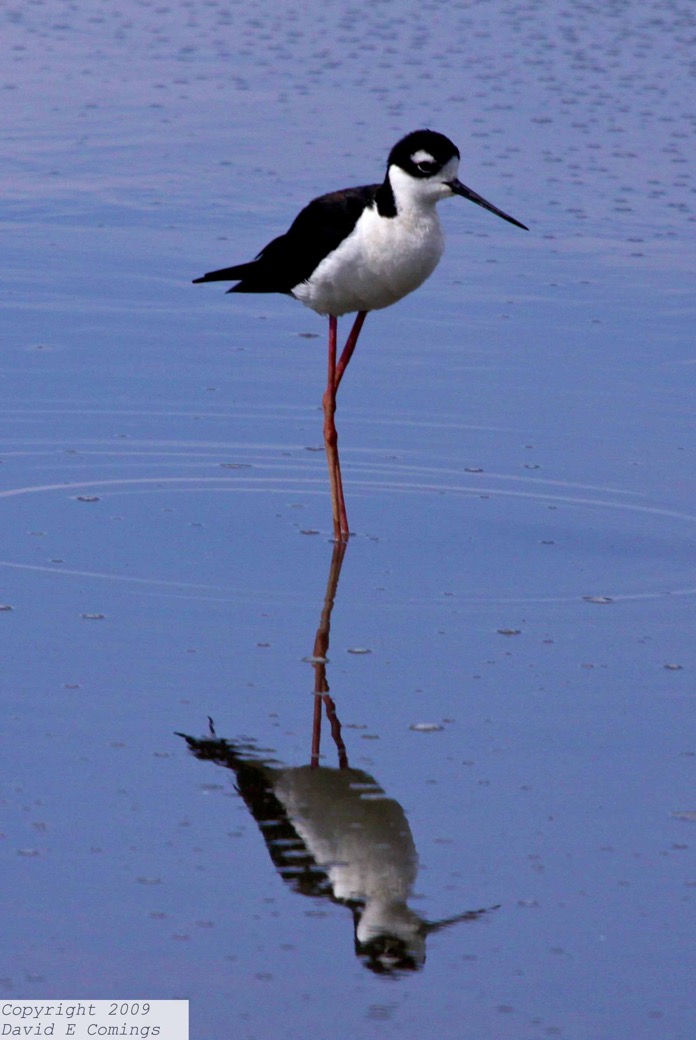 Black-necked Stilt 4341