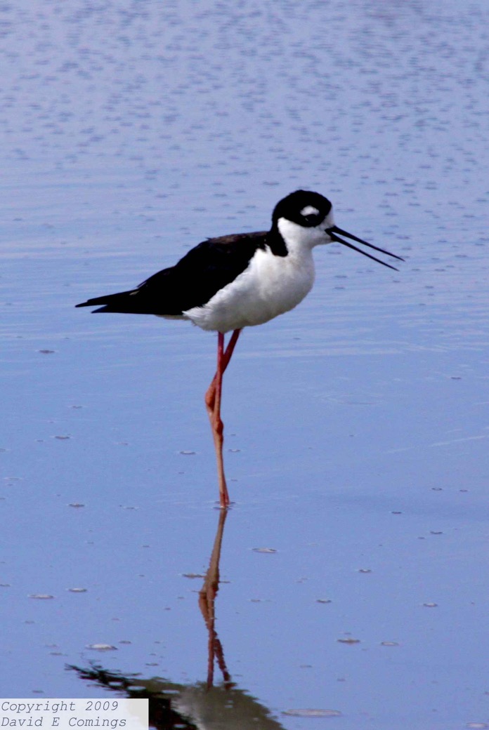 Black-necked Stilt 4345