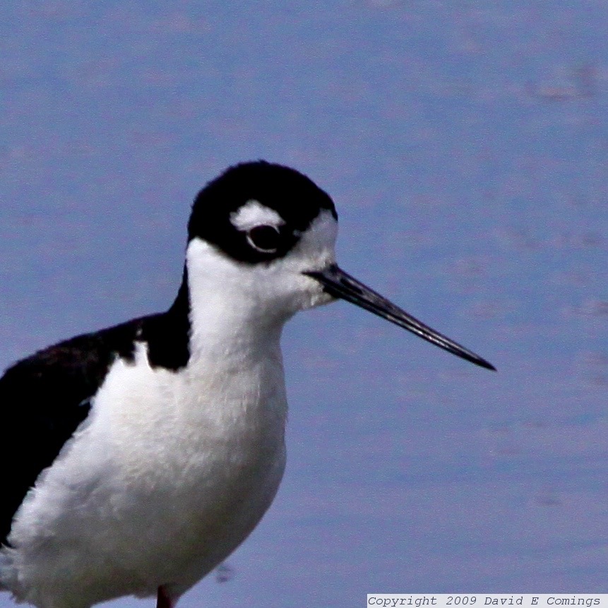 Black-necked Stilt 4352.jpg