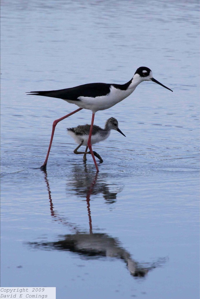 Black-necked Stilt 4697