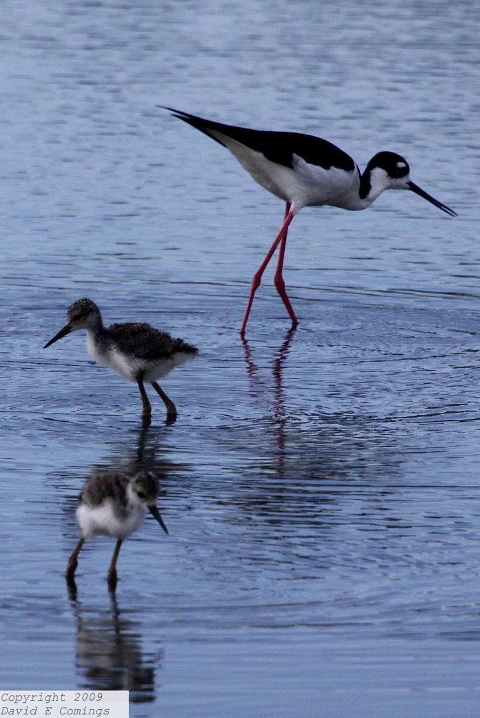 Black-necked Stilt 4720