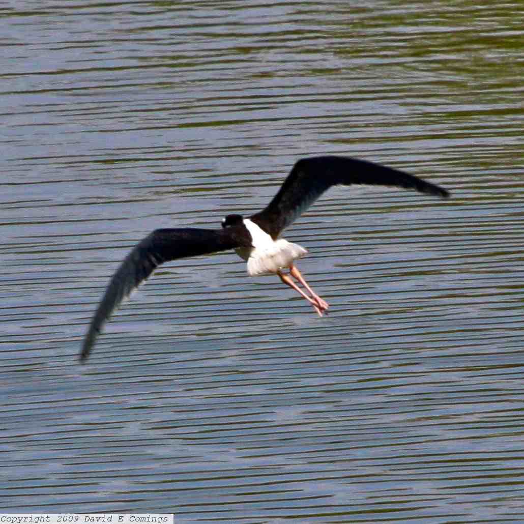 Black-necked Stilt 7216