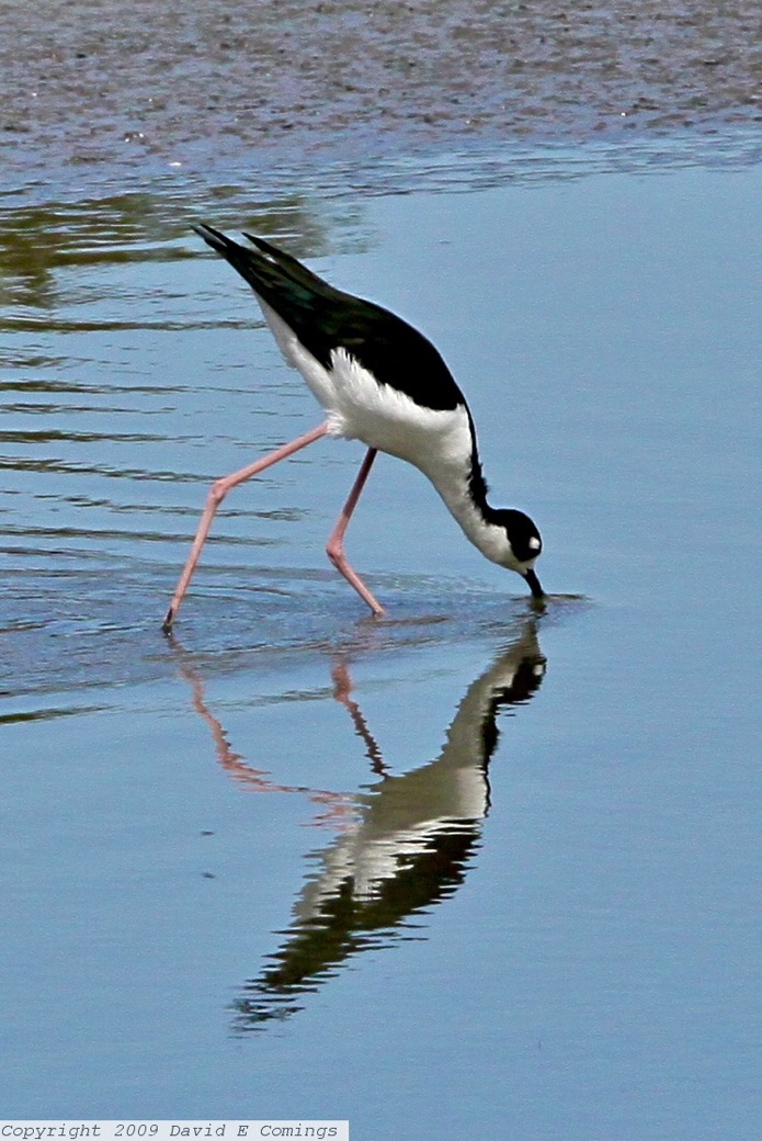 Black-necked Stilt 8484.jpg