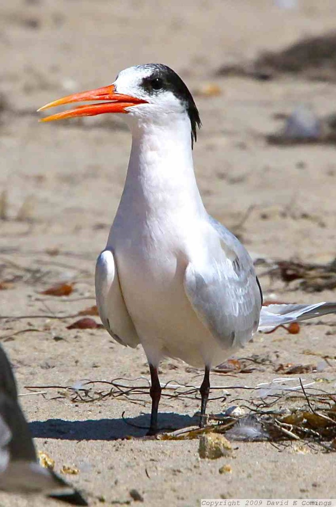 Elegant Tern  9274.jpg
