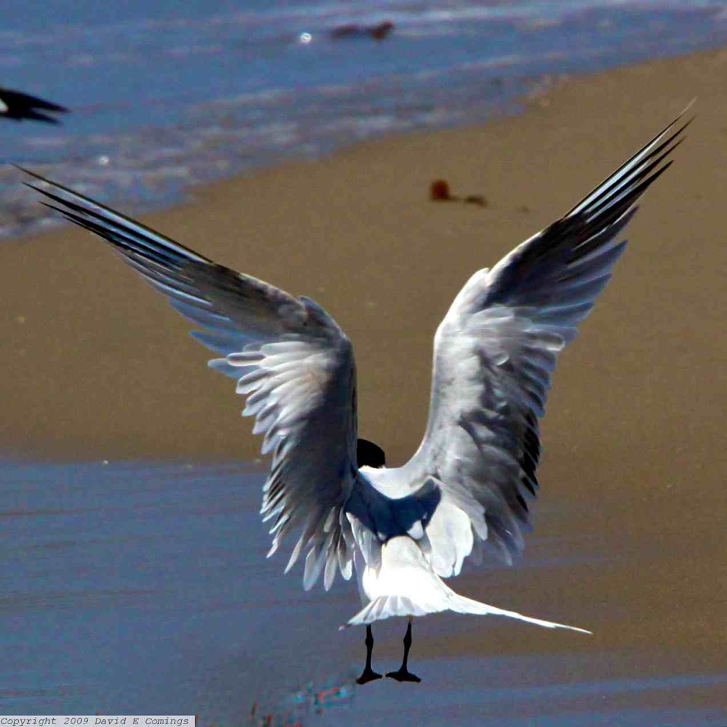 Elegant Tern 9068
