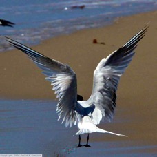 Elegant Tern 9068