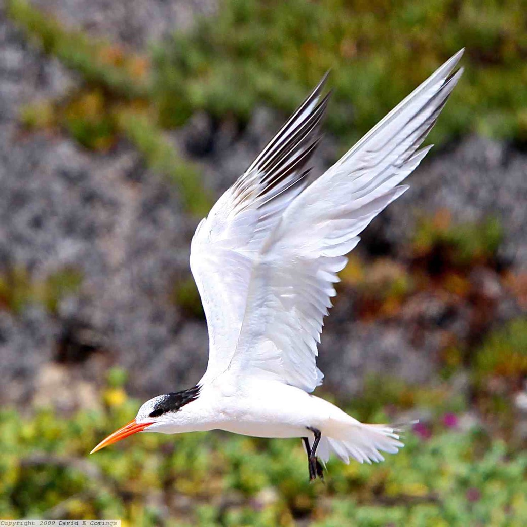 Elegant Tern 9295