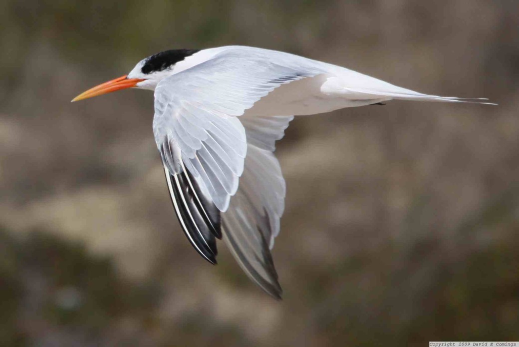 Elegant Tern 9303