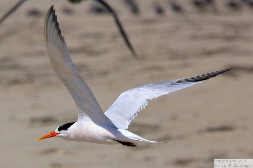 Elegant Tern 9313