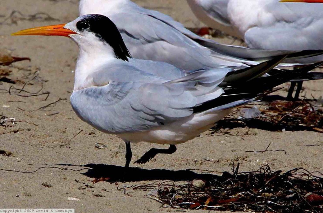 Elegant Tern 9322