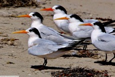 Elegant Tern 9323
