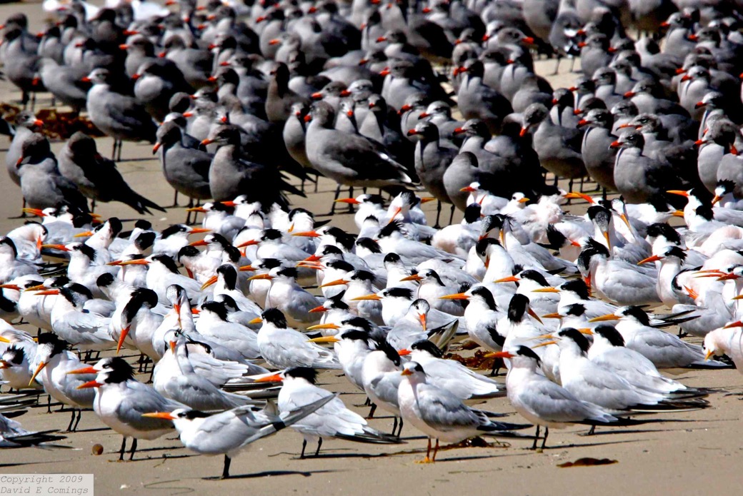 Elegant Terns & Heermann's Gulls 9030