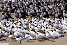 Elegant Terns & Heermann's Gulls 9030