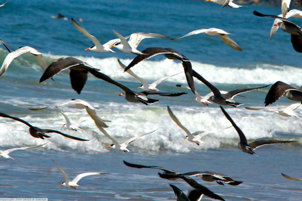 Elegant Terns & Heermann's Gulls 9081