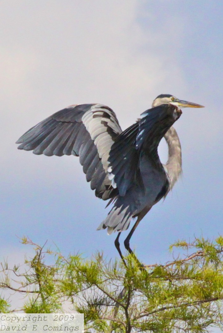 Great Blue Heron 0888.jpg