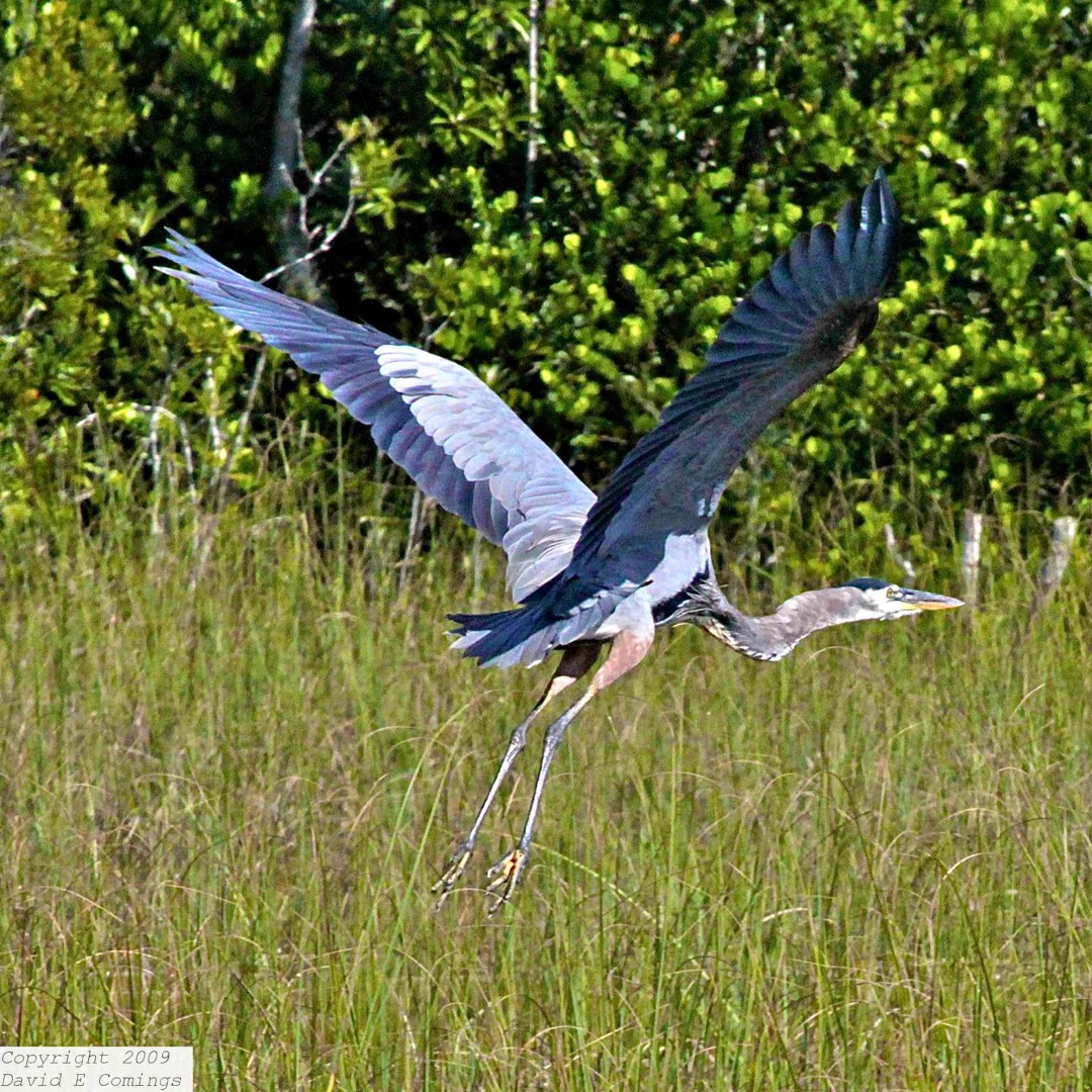 Great Blue Heron 0899
