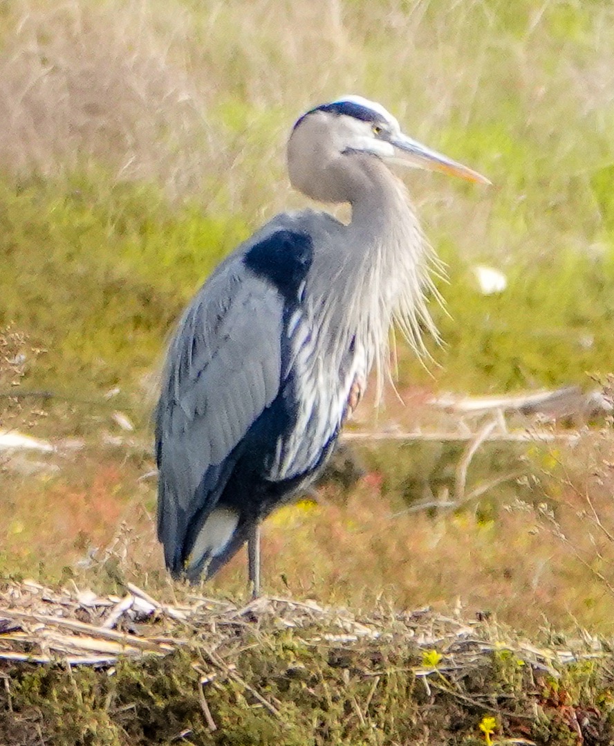 Great Blue Heron-112.jpg