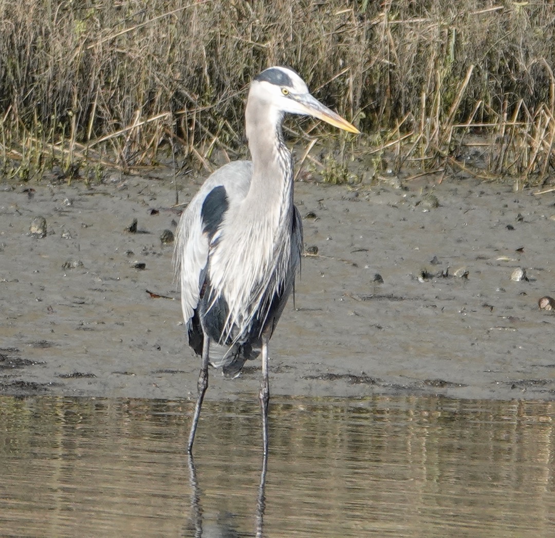 Great Blue Heron-169.jpg