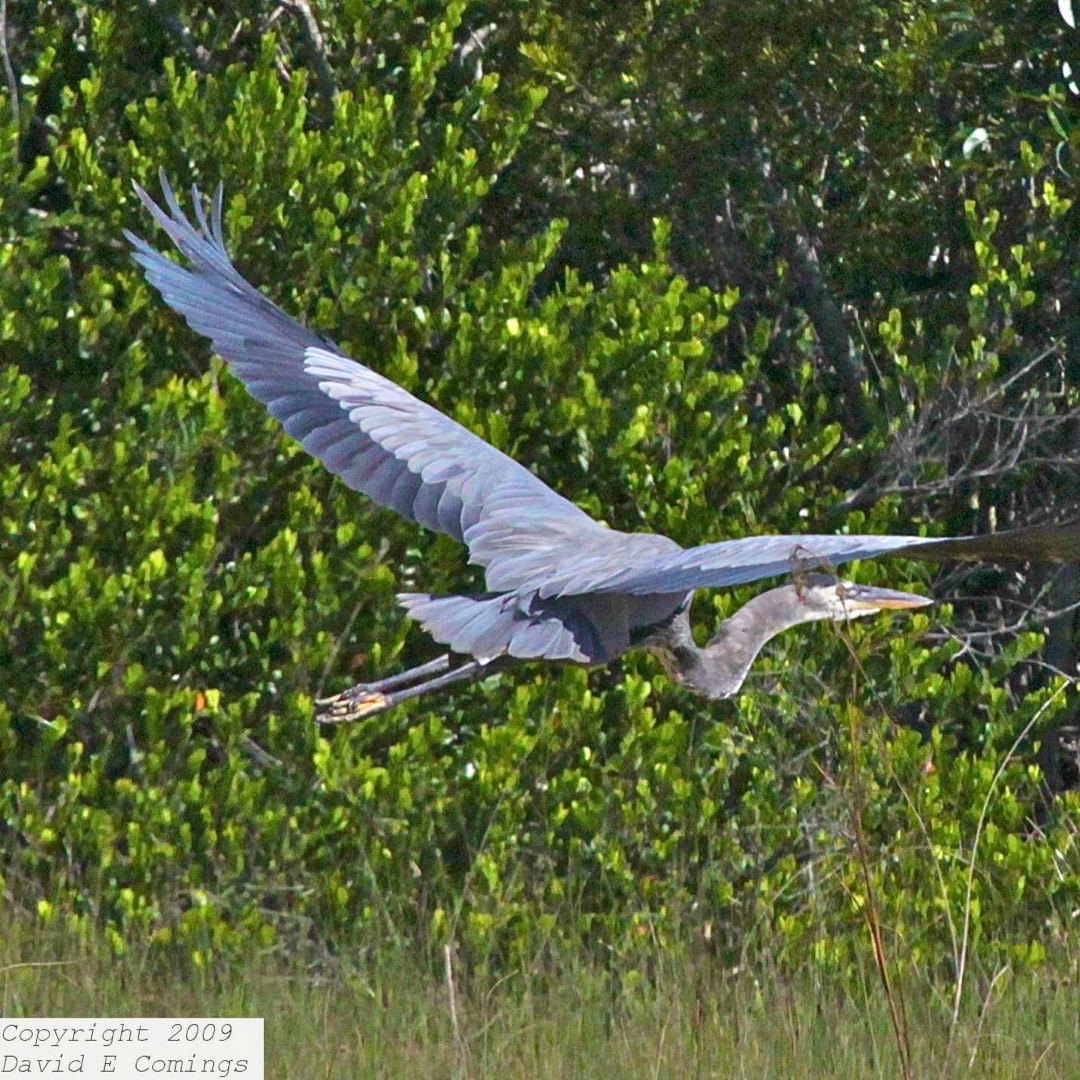 Great Blue Heron 0900