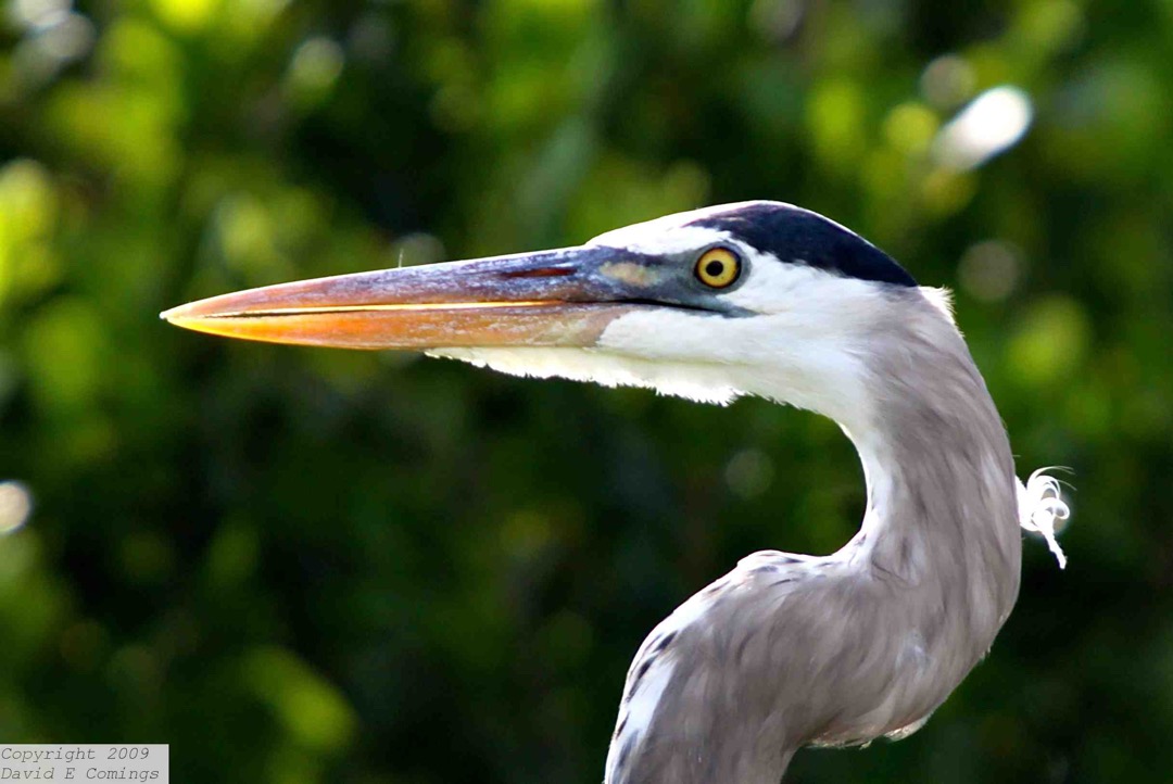Great Blue Heron 0963