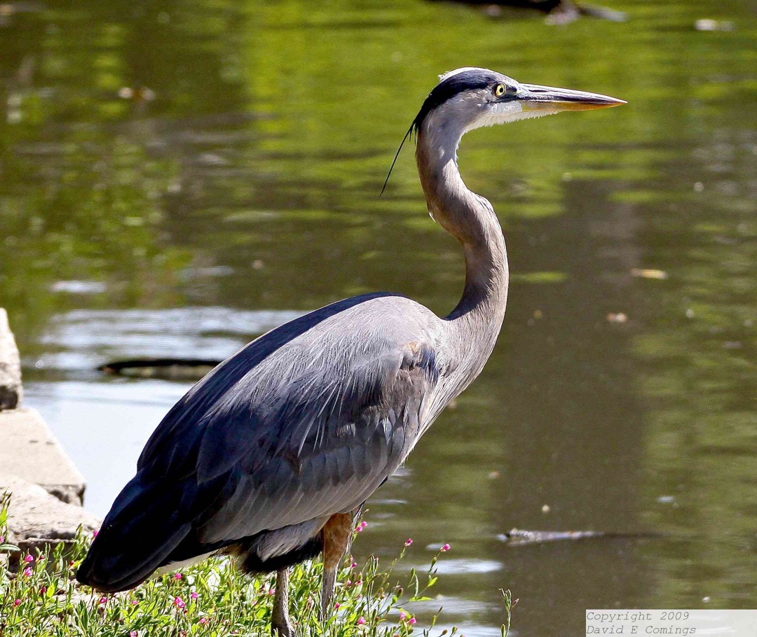 Great Blue Heron 3456