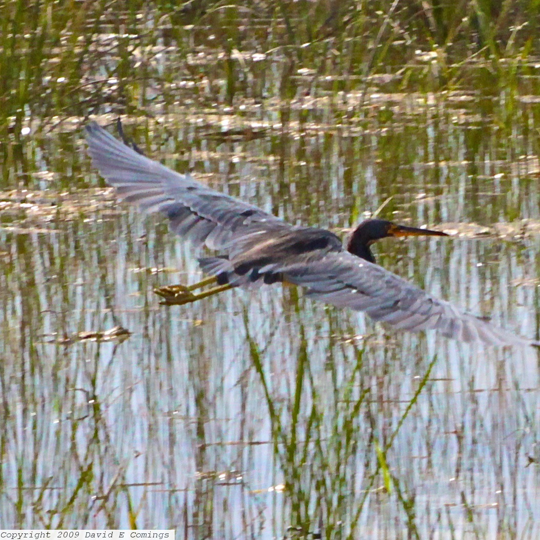 Little Blue Heron 0909.jpg