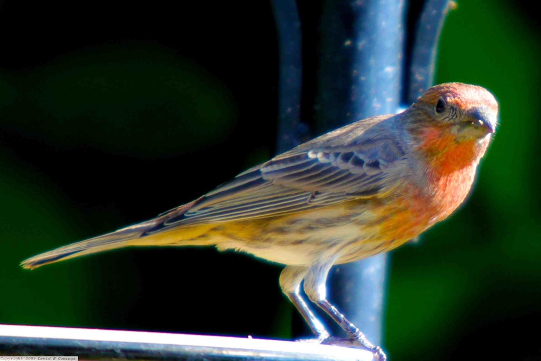 House finch 2149
