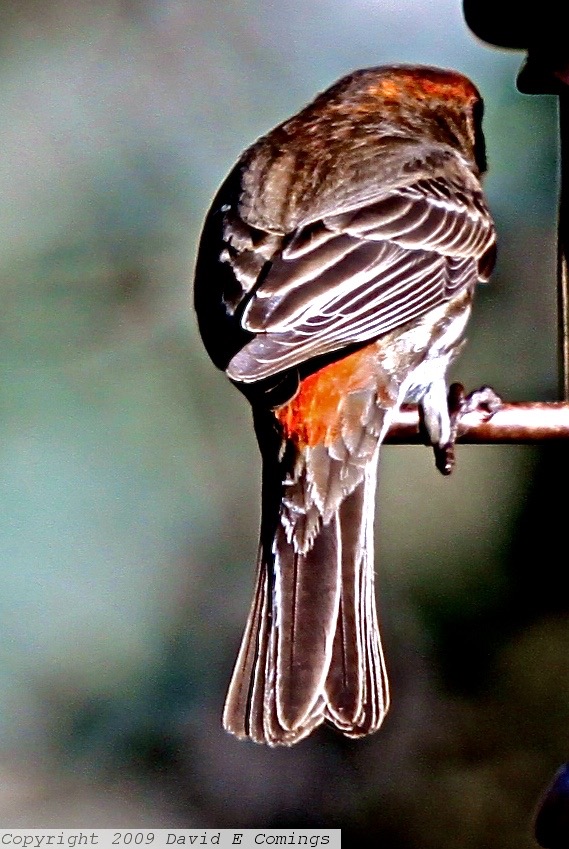 House finch 0261.jpg