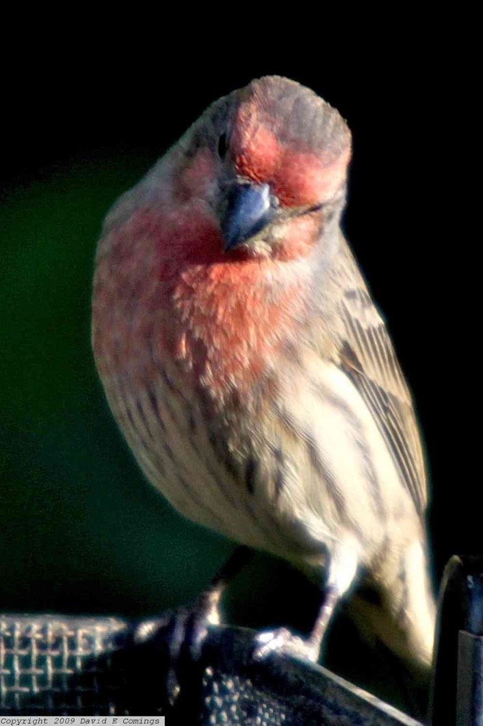 House Finch 2191