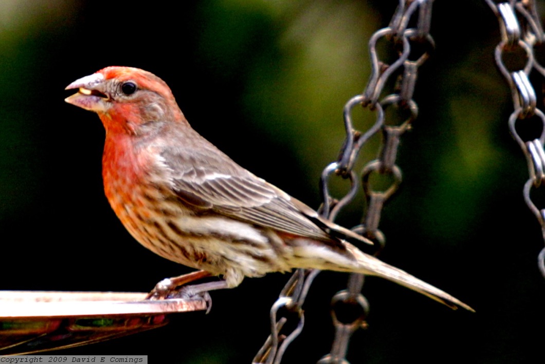 House Finch 383.jpg