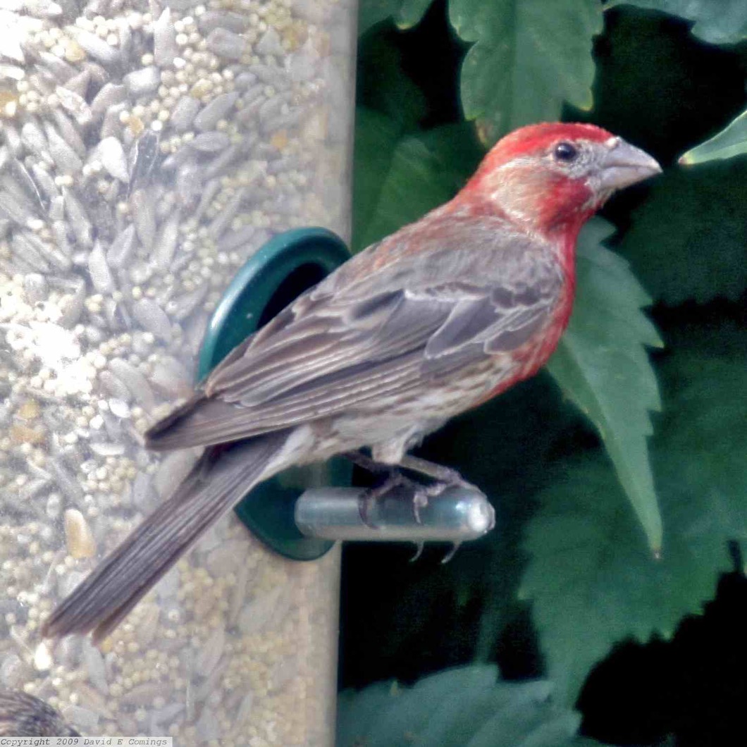 House Finch 7458