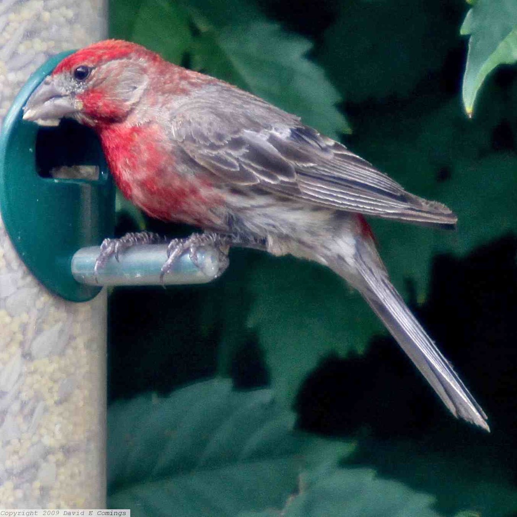 House Finch 7496