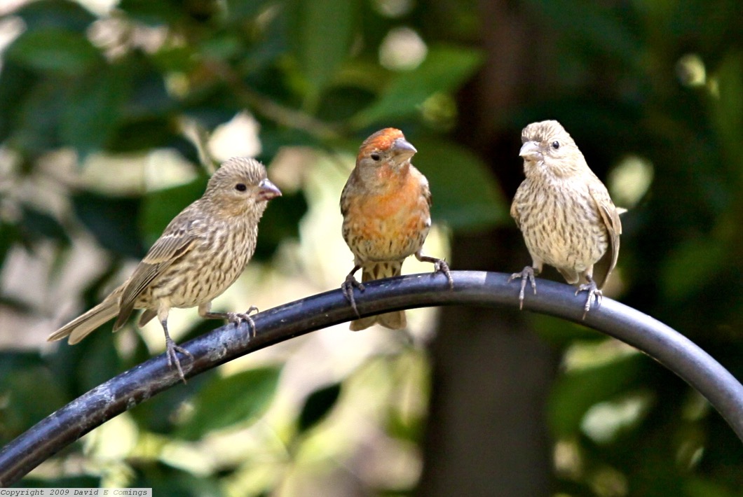 House Finches 0761B.jpg