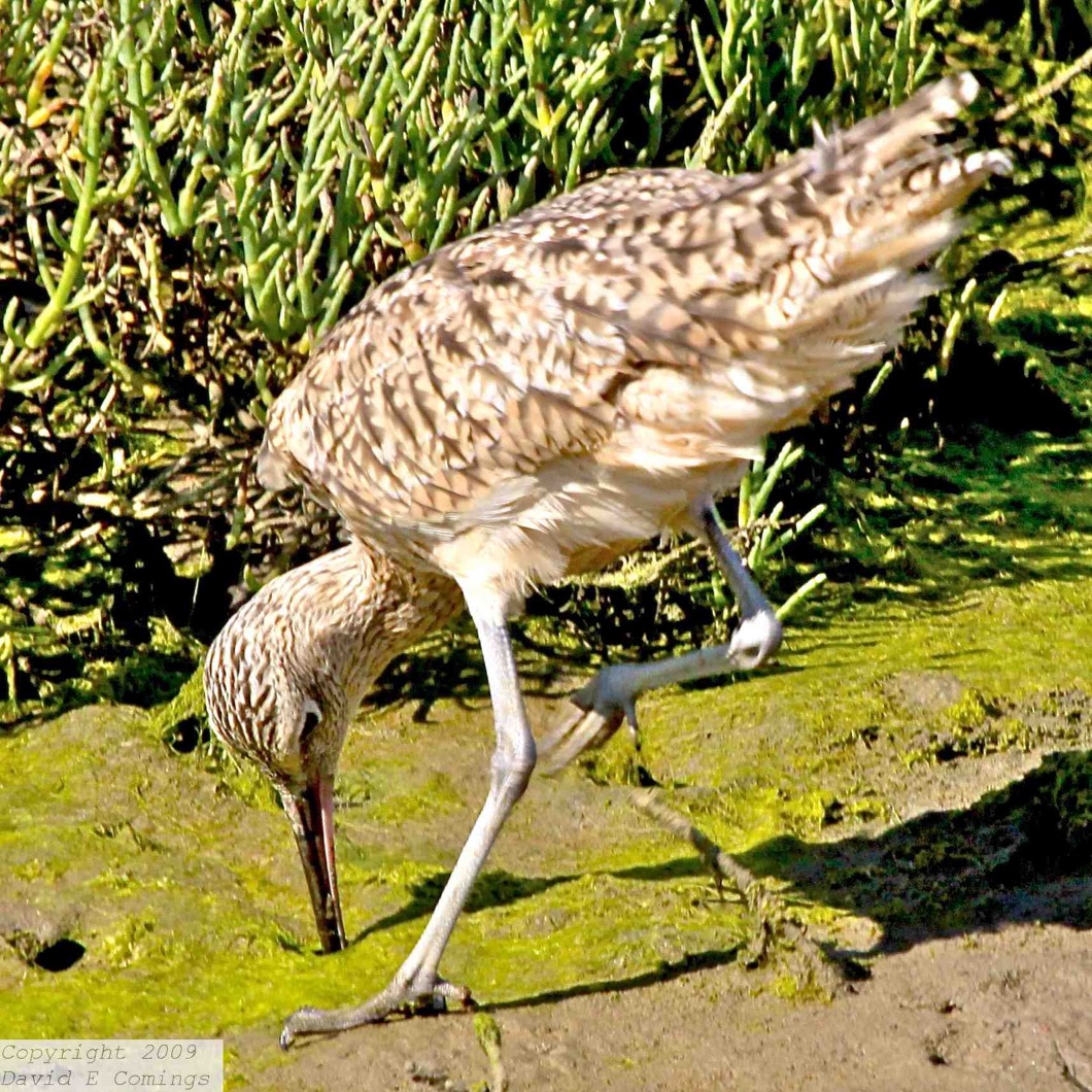 Long-billed Curlew 1883