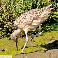 Long-billed Curlew 1883