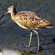 Long-billed Curlew 6541